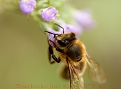 短信轰机轰炸app下载