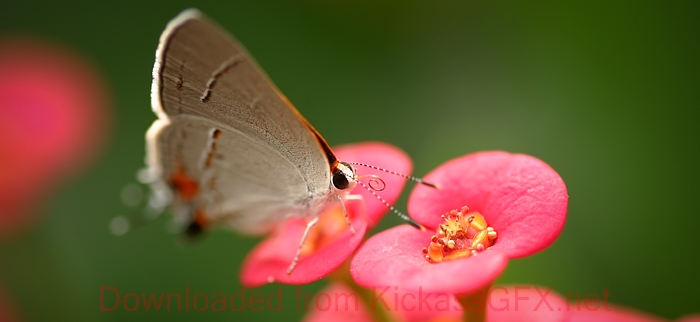 短信轰机轰炸app下载